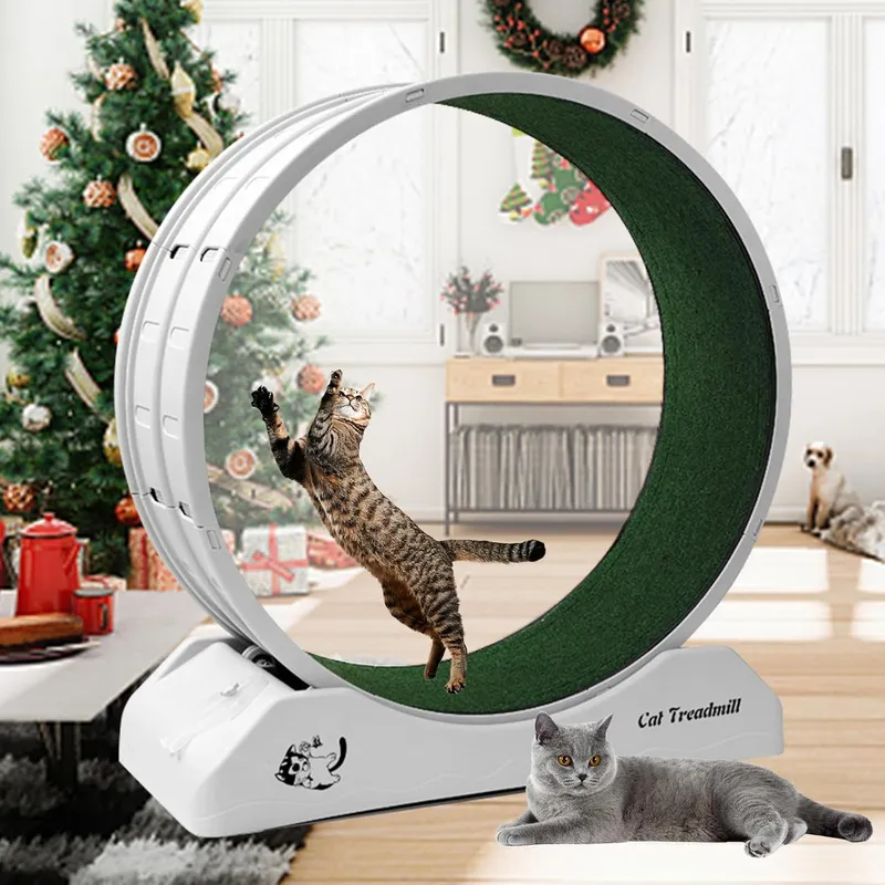 Homegroove Cat Exercise Wheel Cat